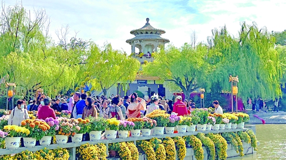 “汴”地黃花 分外香